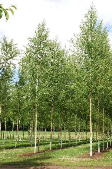 купить мотопомпу для полива полей: Көчөттөр дарактардын: Кайыңдар