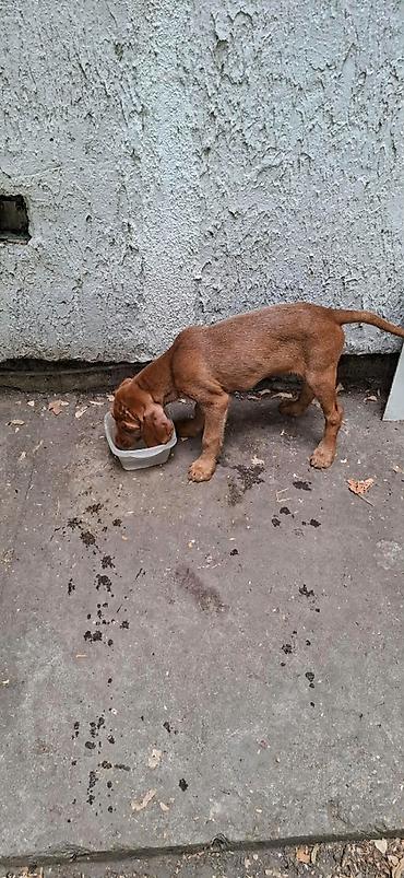 doberman cena: Na prodaju prelepi štenci mađarske vižle. Rodjeni 02.06.2026 — 3