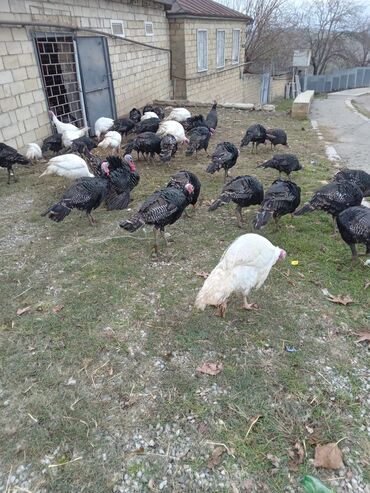 Hinduşka: Məhsul: Hinduşka sürüsü Təsvir: - Şəkillərdə olan sağlam, iriqaşlı — 9