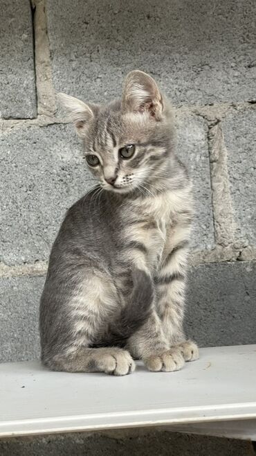 скотиш фолд шотланская вислоухая 1 месяц деврчка серый: ✨ Маленькое счастье ищет дом! ✨ Три очаровательные кошечки, возраст