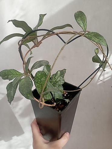 Хойи: Хойи в продаже! Номер по фото, названия и цены указаны: #1 — 12