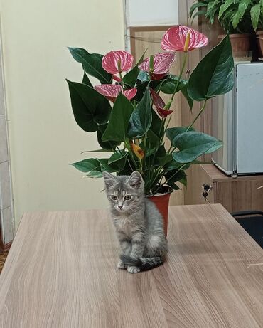 приют для котят бишкек: Мышык бекер берилет: Породасыз, 3 айлык, Ургаачы, Лотокко барууга үйрөтүлгөн, Курттардан тазаланган