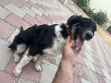 6 ay, Erkək, Peyvəndli — 4
