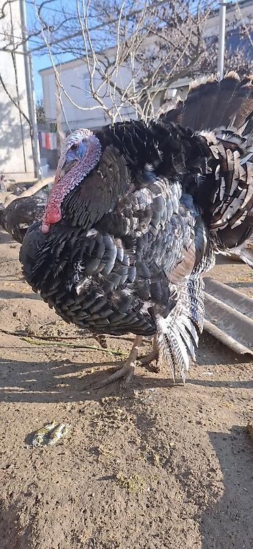 Hinduşka: Erkək, Amerika, Damazlıq, Ünvandan götürmə, Ödənişli çatdırılma — 8