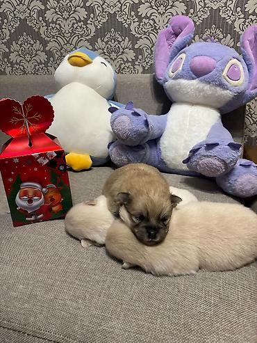 İtlər: Şpitz, 1 ay, Ünvandan götürmə — 10