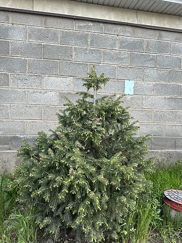 Ель: Ель (вероятно, канадская/серая, Picea glauca), компактная — 3