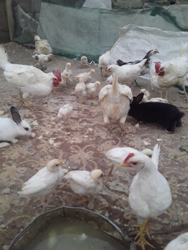 hind quşu satışı: Toyuq cücələri, Damazlıq, Ünvandan götürmə