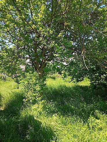 Torpaq sahələrinin satışı: 38 sot, Mülkiyyətçi, Kupça (Çıxarış) — 31