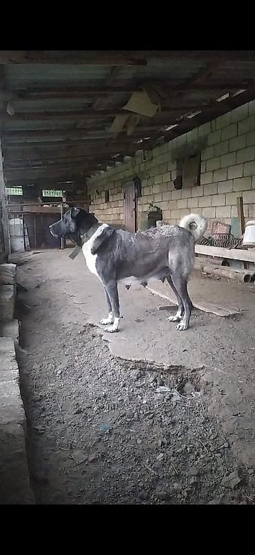 İtlər: Kanqal, Dişi -da lalafo.az — 1 İtlər: Kanqal, Dişi — 1