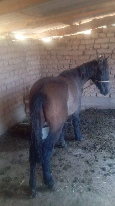 товары для животных: Продаю | Жеребенок | Рабочий