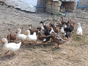 ucuz quslar: Xarkov qışqıran ördəklər.Hər qiymətə var.unvan Binəqədi kendi.Whatsapp — 1