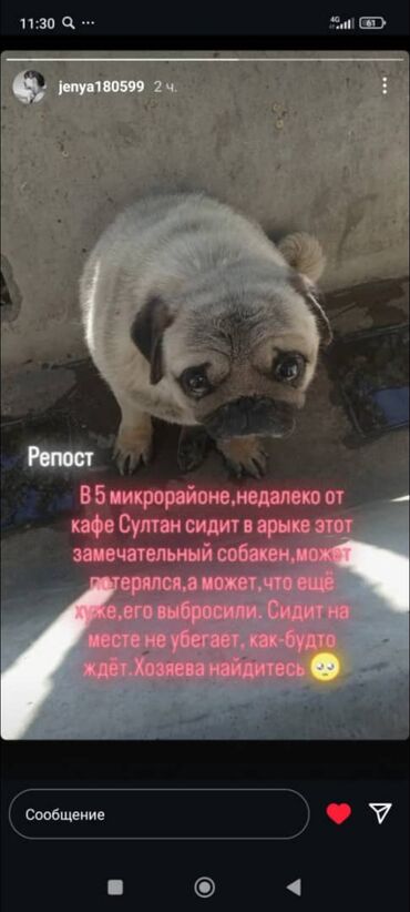 Отдам даром собаку: Собака даром: 7 месяцев, Самка