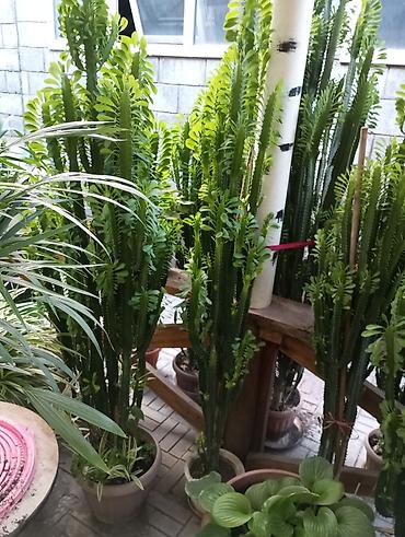 алое вера: Эуфорбия треугранная (Euphorbia trigona) в напольных горшках - — 3