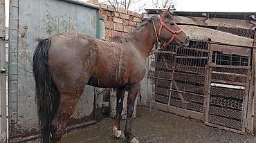 Лошади, кони: Продаю | Кобыла (самка) | На забой — 10