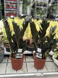 Gübrələr: Qara dollar gülü 35azn. Vatsapp mövcuddur!. Çatdırılma metrolara