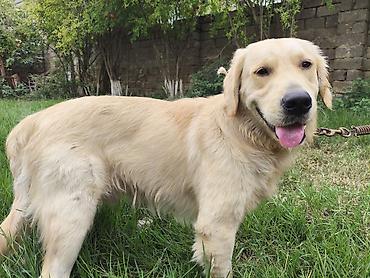 İtlər: Retriever — 12