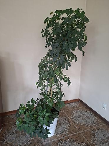 Фикусы: Фикус эластика (каучуконосный), крупное комнатное растение с — 2