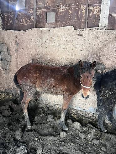 Лошади, кони: Продаю | Жеребенок | На забой — 11