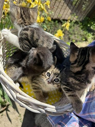 Продажа кошек: 🐾 Очаровательные котята ищут дом! 4 пушистых малыша готовы подарить — 8