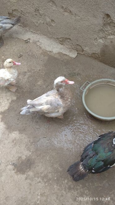 quru pişik yemi: Muscovy (Hinduşa) ördəklər – yüngül boz, ağ və xallı rənglərdə