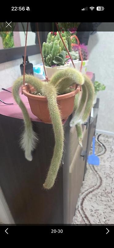 Декабристы: Зигокактус (рождественник, шлюмбергера) штамбовой формы в горшке. - — 27