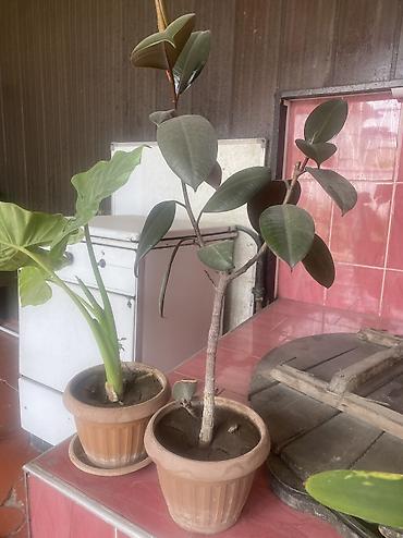 green leaf: Продам цветы цена договорная — 2