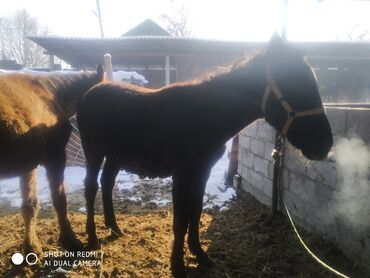 Лошади, кони: Продаю | Жеребенок | Рабочий — 18