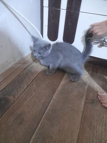 ragdoll pisik: Yaxşı əllərə — 2