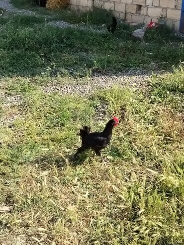 Digər quşlar: Təmiz kənt colpaları satıram 25ədəd xacmazdadı vasapımdı 0554626380 lalafo.az -da Digər quşlar: Təmiz kənt colpaları satıram 25ədəd xacmazdadı vasapımdı 0554626380