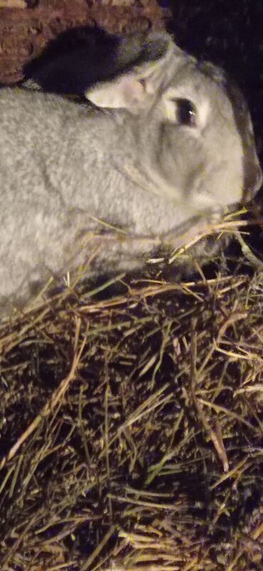 телята 3 месяца: Продаю двух кролих и одного крола Породы фландер белая самка и