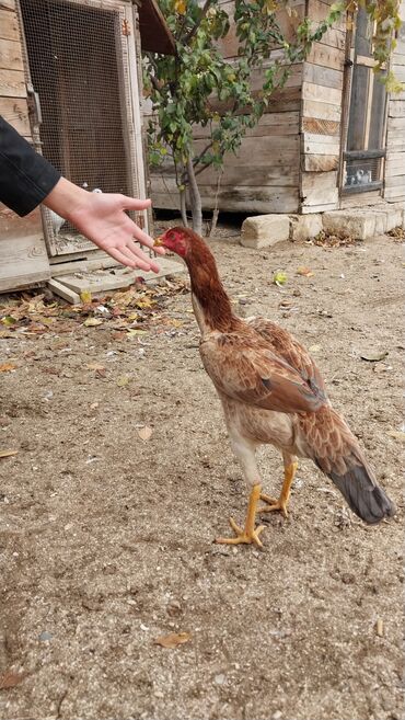 Toyuqlar: 7 aylıq fərədi — 2