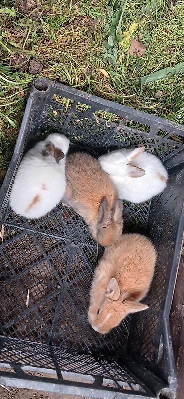 it bazari hardadi: Dovşan balaları satılır 5 manatdan başlayır qiymətləri. ölçüsünə və — 1