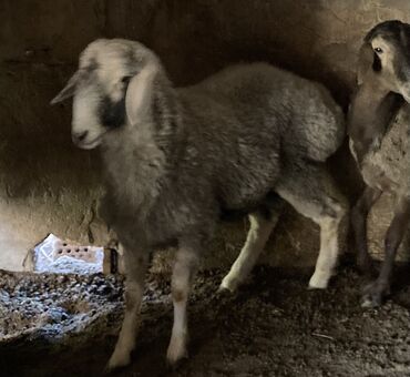 купить овец: Сатам | Кочкор (эркек) | Аргын | Союуга, Көбөйтүү үчүн