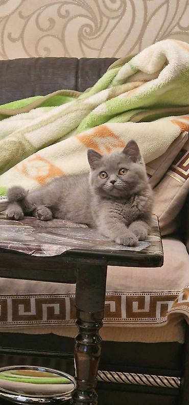 Pişiklər: Britan, Erkək, Yaxşı əllərə, Ödənişli çatdırılma, Ünvandan götürmə — 1