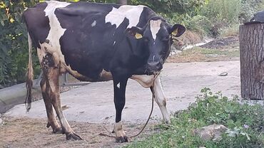Inəklər, öküzlər: Dişi, Holsteyn, il: 3, 600 kq, Damazlıq, Südlük