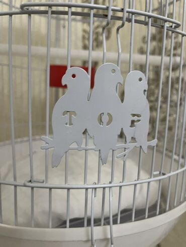 Qəfəslər: Ağ rəngli asılqanlı quş qəfəsi - Dairəvi, günbəz formalı metal — 1