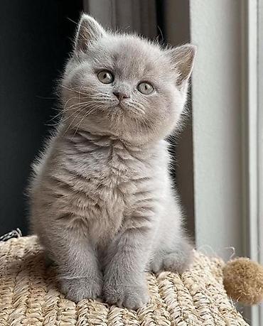 Pişiklər: Britan, Erkək, Dişi, Yaxşı əllərə, Ünvandan götürmə, Pulsuz çatdırılma, Ödənişli çatdırılma — 6