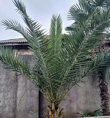 çöl sarmaşığı: Xurma palması (Phoenix dactylifera) – dekorativ iri həmişəyaşıl palma — 1