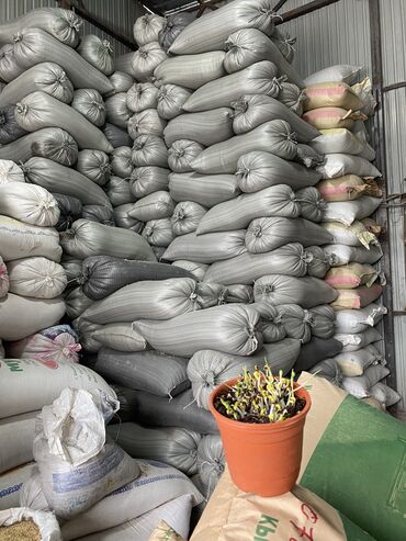 Зерновые культуры: Беде урук оптом 7 Обласка салып жоробуз ишенимду таза кепилдик бар — 12