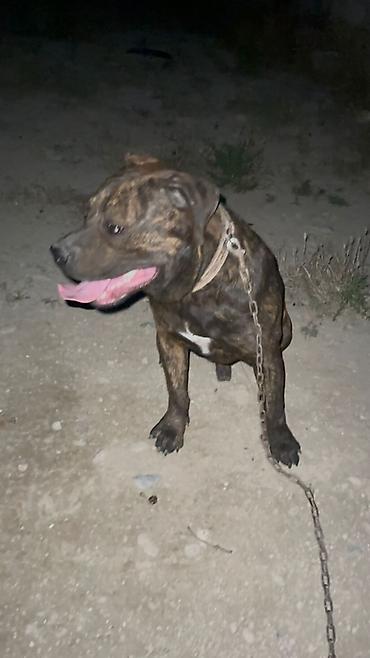 pitbul itlər: Brindle rəngli, güclü bədən quruluşuna malik böyük cins it. 7 — 1
