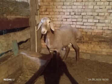 в связи с переездом отдам попугая жако в добрые руки: Сатам | Кочкор (эркек) | Гиссар | Көбөйтүү үчүн | Асыл тукумдуу