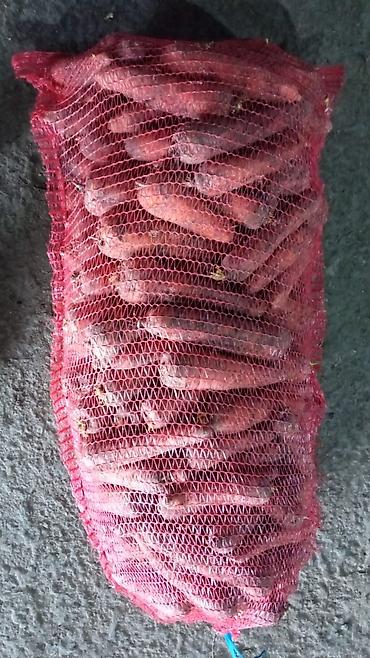 Промышленные холодильники и комплектующие: Сдаются в аренду холодильники промышленные для сельскохозяйственных — 11