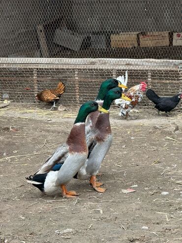 гусята суточные: 🦆Бегунки - утки несушки. Несутся практически каждый день с перерывом в