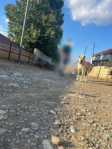 Alabay, Erkək
