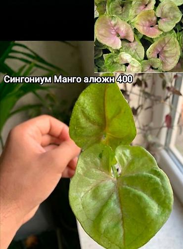 ди амафоз: Комнатные растения в горшках: Сокулук, Бишкек,Кант, Шопоков 1) — 7