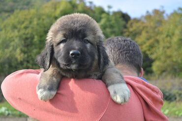 Psi: Odgajivačnica "Joxateam kennel" prodaje štenad Kavkaskog ovcara od — 3