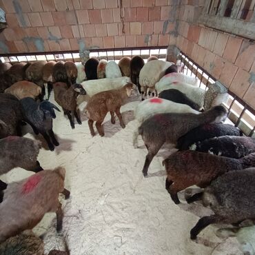 Qoyunlar, qoçlar: Salam aleyküm 215 mantdan 240 manata kimi deyişlir saxlamlqa yararlı — 6