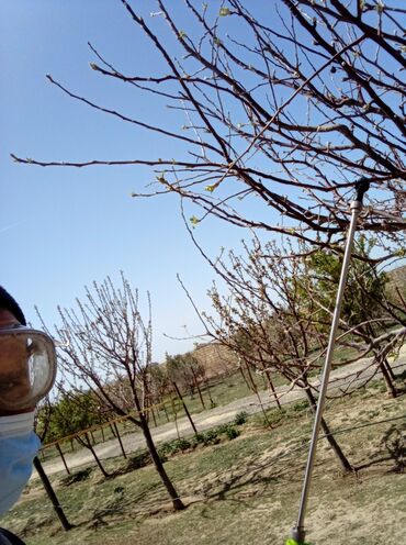 Bağbanlar: Bağ işləri ağac və kolların budanması,şəkilləndirməsi dərmanlara qazon -da lalafo.az — 14 Bağbanlar: Bağ işləri ağac və kolların budanması,şəkilləndirməsi dərmanlara qazon — 14