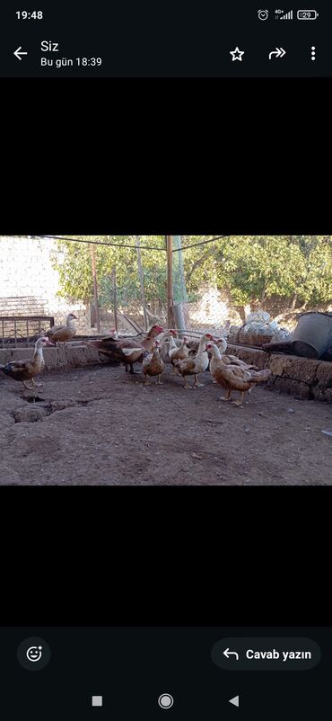 Atlar: Dişi, Damazlıq