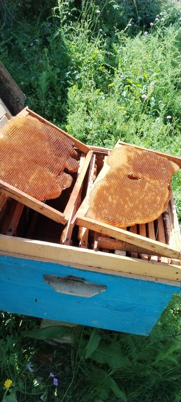 arı ailəsi satışı elanları 2023: Salam ari yewikleri satilir yewikler 9 ve 12 ramkadan ibaretdir